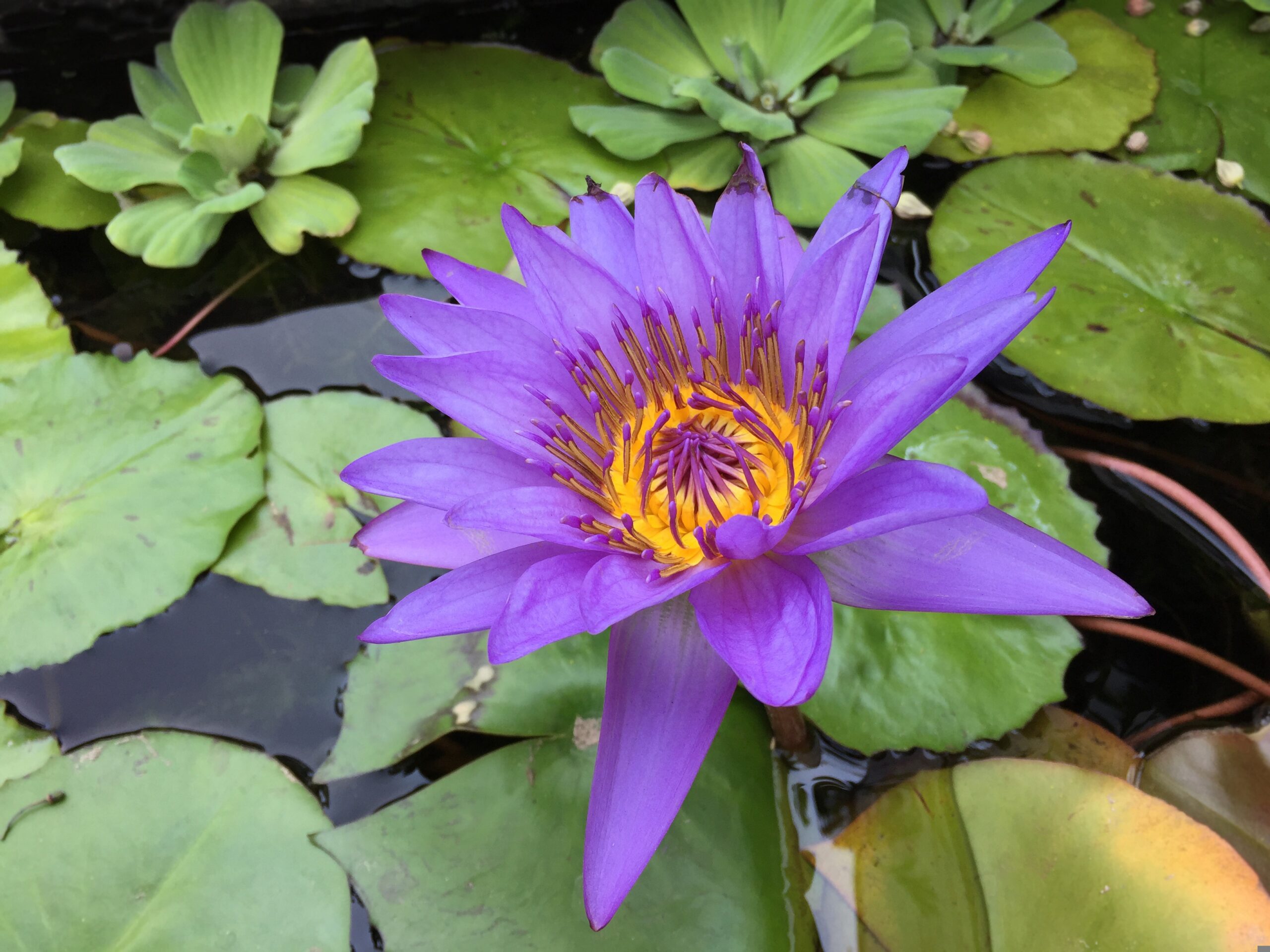Reiki healing symboliseret ved en lilla nøkkerose - åkande.