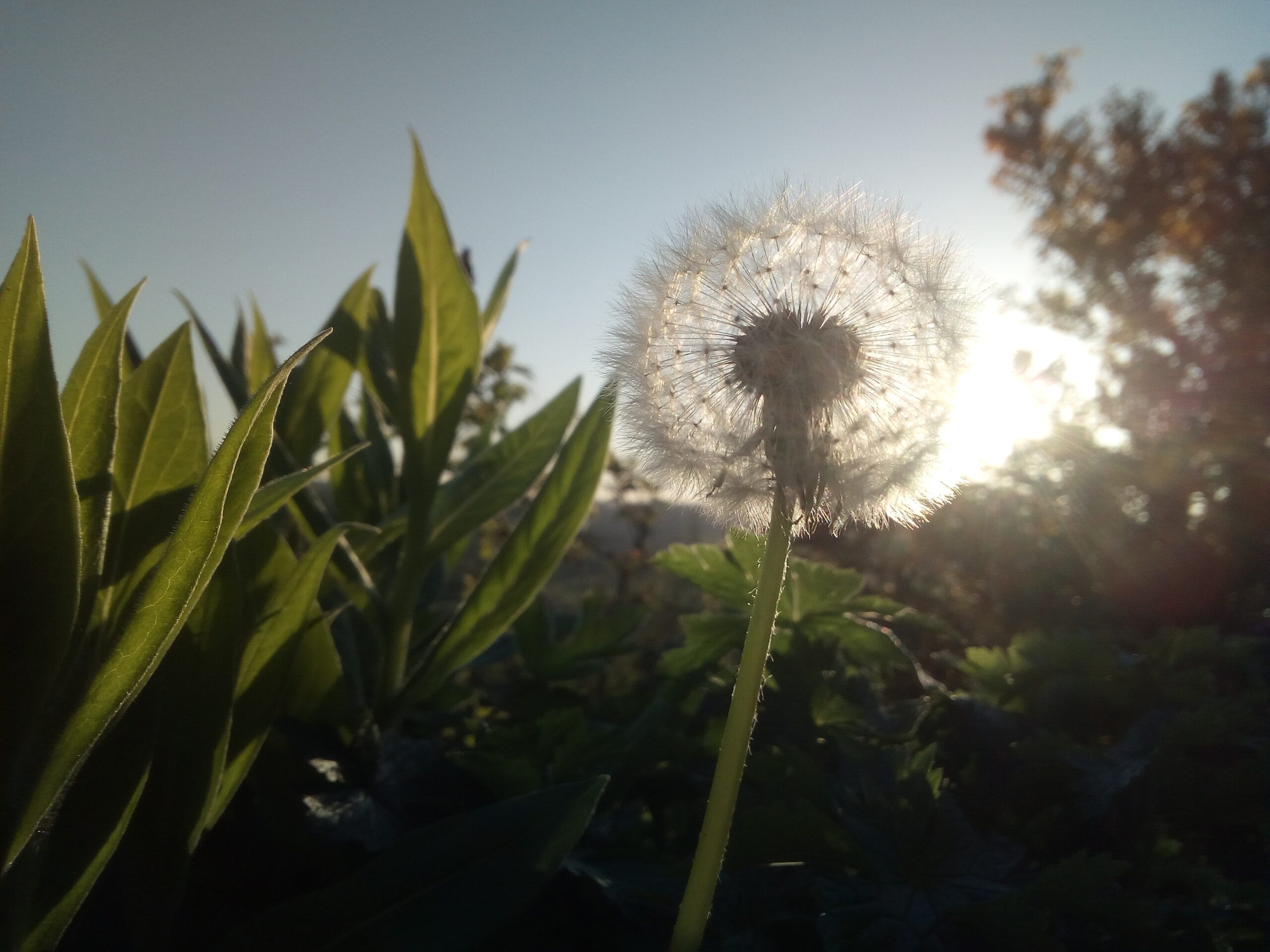Reiki healing symboliseret ved en mælkebøtte i frø og nærbillede af græs. Ses nedefra op mod blå himmel.