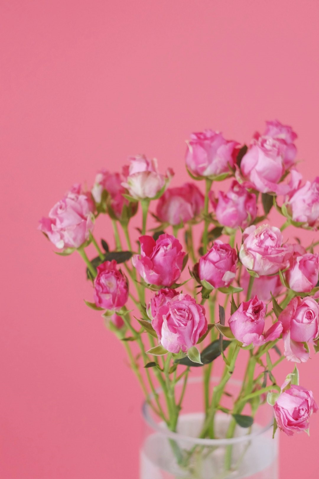 Stadieinddeling og prognose for brystkræft symboliseret ved øverste del af en buket rosa roser med rosa baggrund.