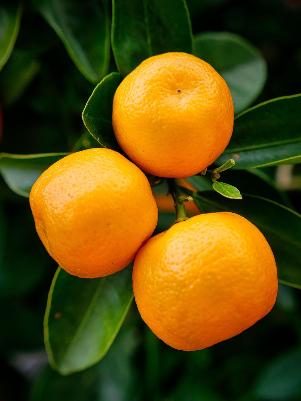 Vitamin-C oralt symboliseret ved 3 appelsiner der hænger på en gren.