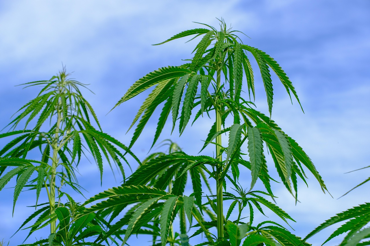 Meta analyse: Cannabis ved kræft – 1.8 forskning. Medicinsk cannabis. THC. CBD. Medicinske svampe.
