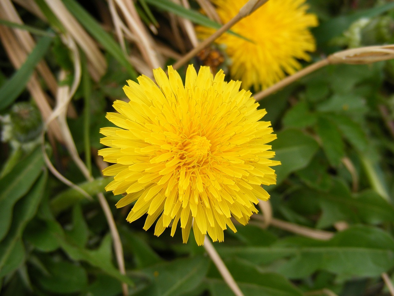 Vulvacancer symboliseret ved en gul mælkebøtteblomst med grøn baggrund. Der ses del af anden mælkebøtteblomst ved siden af.