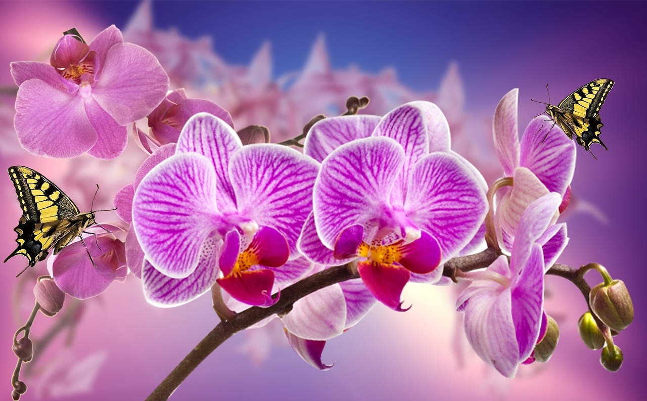 Hormonfølsom brystkræft symboliseret ved stængel med rosa-lilla orkideer med blå baggrund.