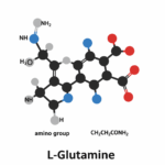 L-Glutamin symboliseret ved molekylegitter opbygning i sort, grå, rød og blå på hvid baggrund, med undertitel: L-Glutamine.