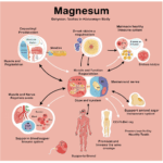 Magnesium vist som oversigt på rosa baggrund, illustrerer magnesiums rolle i kroppen.