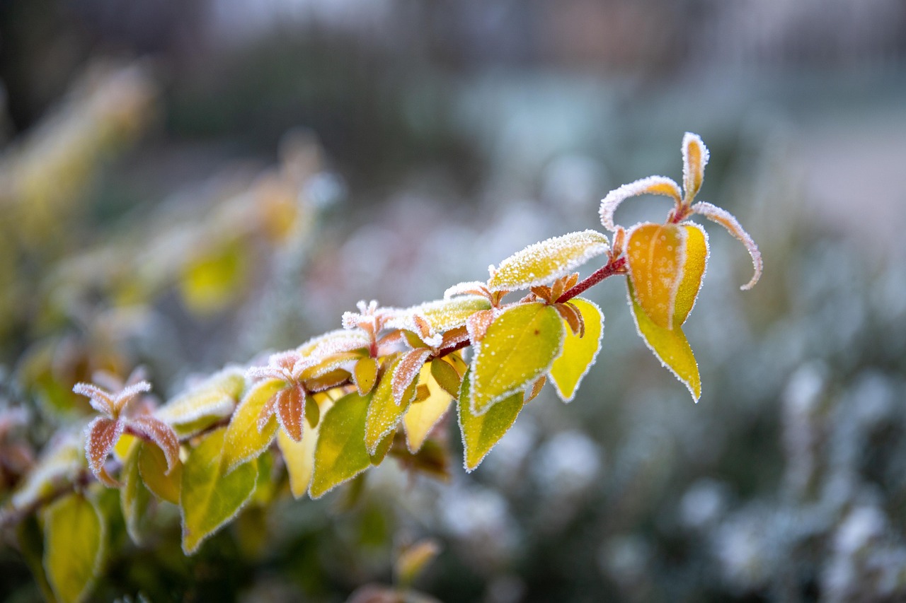 Nyeste - Gren fra busk med grøn-gyldne blade hvori der sidder rimfrost.