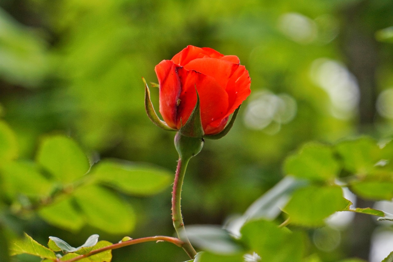 Nyeste - juni - symboliseret ved en enkelt orangerød rose med grøn baggrund.