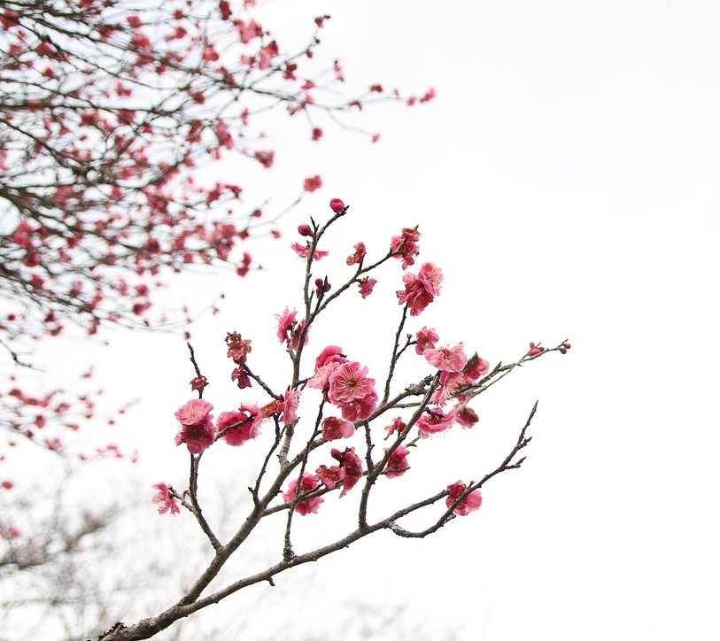 Nyeste, lysserødt blomsterende frugttræt - grene.