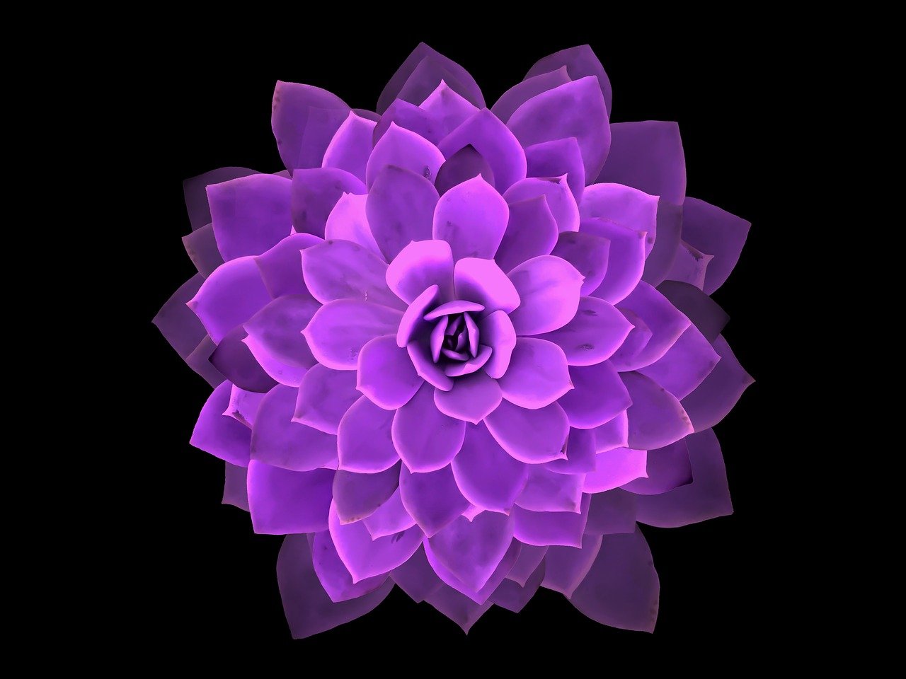Bløddelssarkom symboliseret ved Lilla georginelignende blomst på sort baggrund.