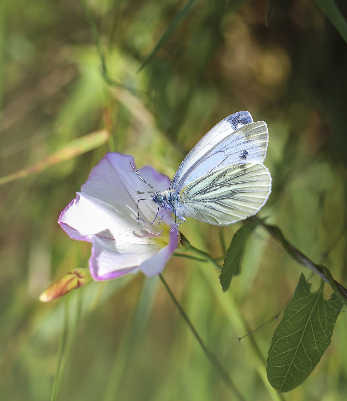 Chris Beat Cancer symboliseret ved hvid sommerfugl på hvidt blomsterblad med grønne blade i baggrunden.