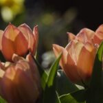Metabolisk strategi ved Hudkræft symboliseret ved 4 hudfarvede tulipaner i blomst. Man ser kun toppene og lidt af de grønne blade.