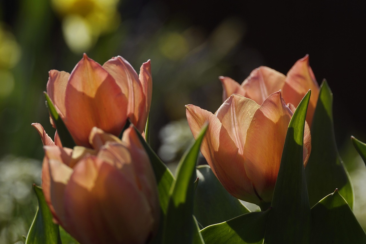 Metabolisk strategi ved Hudkræft symboliseret ved 4 hudfarvede tulipaner i blomst. Man ser kun toppene og lidt af de grønne blade.