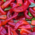 Kræftens forsyningsveje symboliseret ved foto af en masse røde pebre.