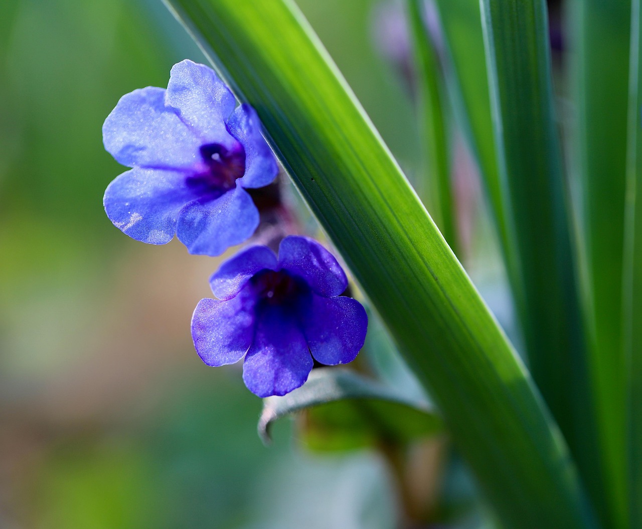 Lungehindekræft symboliseret ved en grøn stængel med 2 lilla blomster.