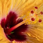 Mave- tarmkræft - metabolisk symboliseret ved støvdragerne fra en orangerød hibiskus.