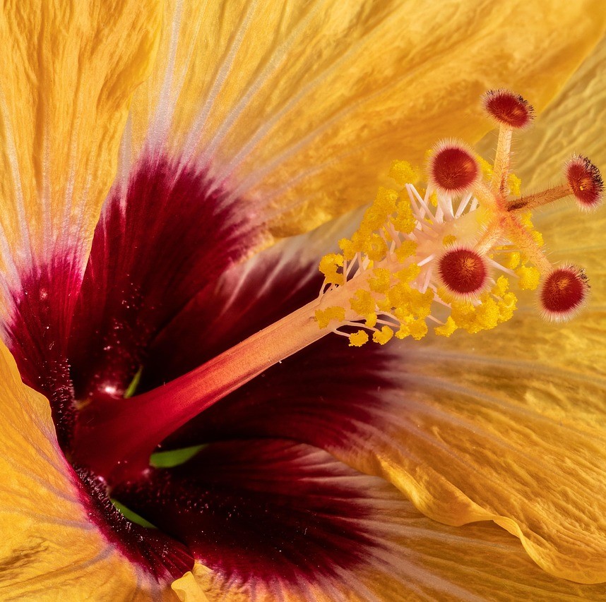 Mave- tarmkræft - metabolisk symboliseret ved støvdragerne fra en orangerød hibiskus.