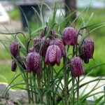 Metabolisk strategi ved Hoved- hals og øjenkræft symboliseret ved nogle blomster af typen vibeæg. Det er en sart blomst med tynde lange blade. lys baggrund med græs og sten.