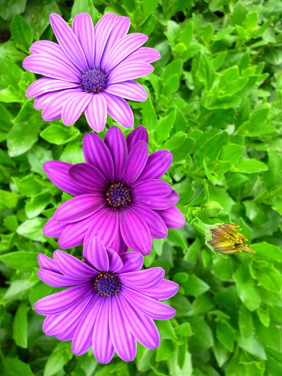 Nyeste symboliseret ved nogle rosa margeritter. 