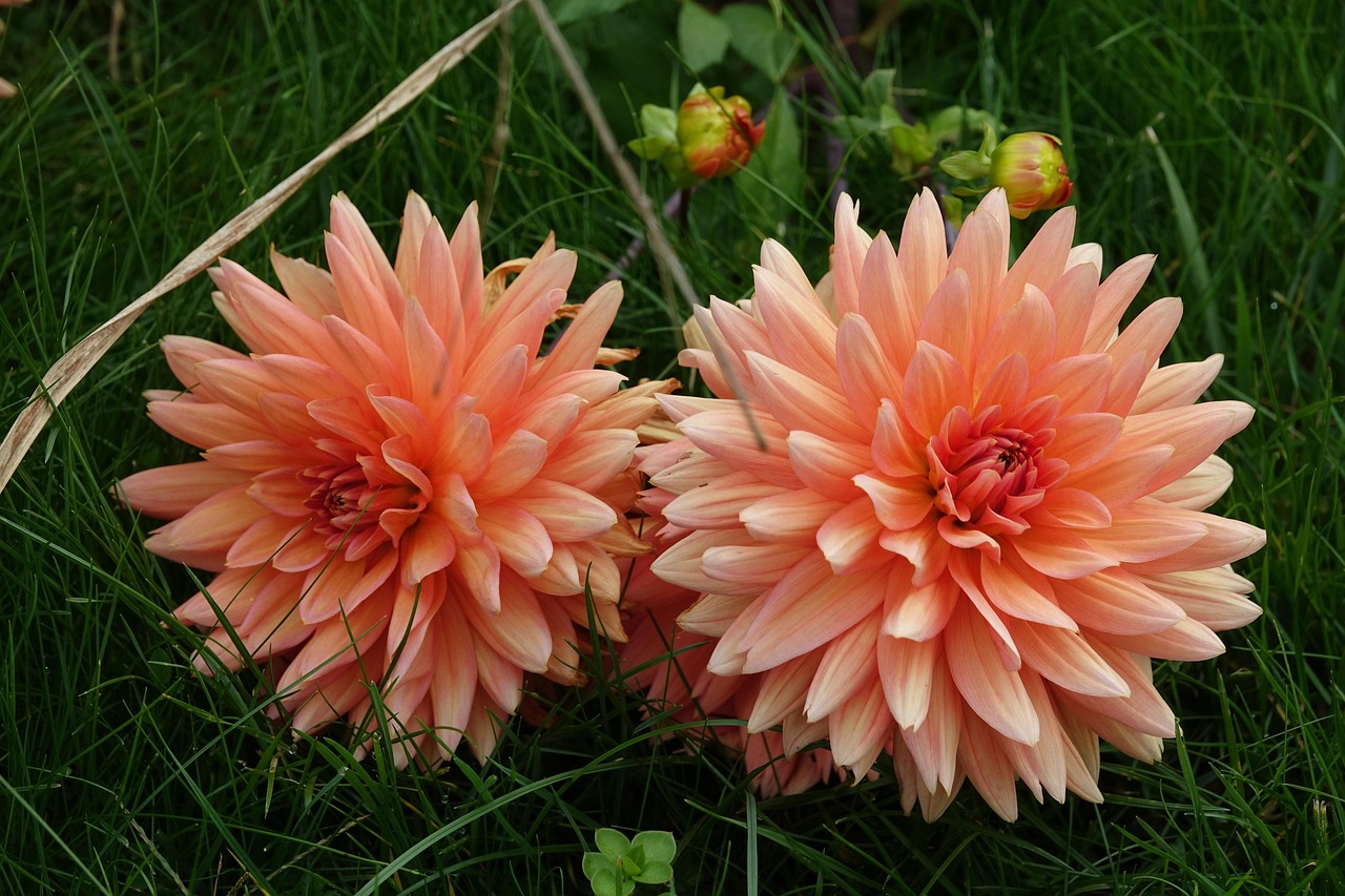 Nyeste symboliseret ved ot orange-rosa dahlia blomster. Juli 26