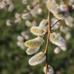 Metabolisk strategi ved nyre- og blærekræft symboliseret ved ranke af hvid frø-blomst fra dunet plante.