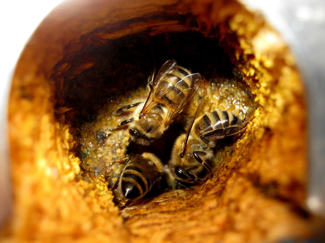 Propolis symboliseret ved billede af 3-4 bier i deres kube. Gylden propolis i denne.