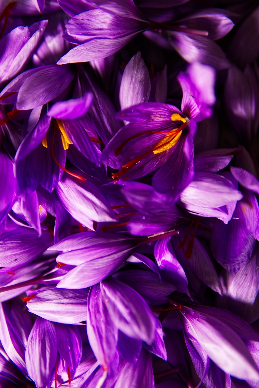 Safran symboliseret ved billede af lilla krokus der står helt tæt.
