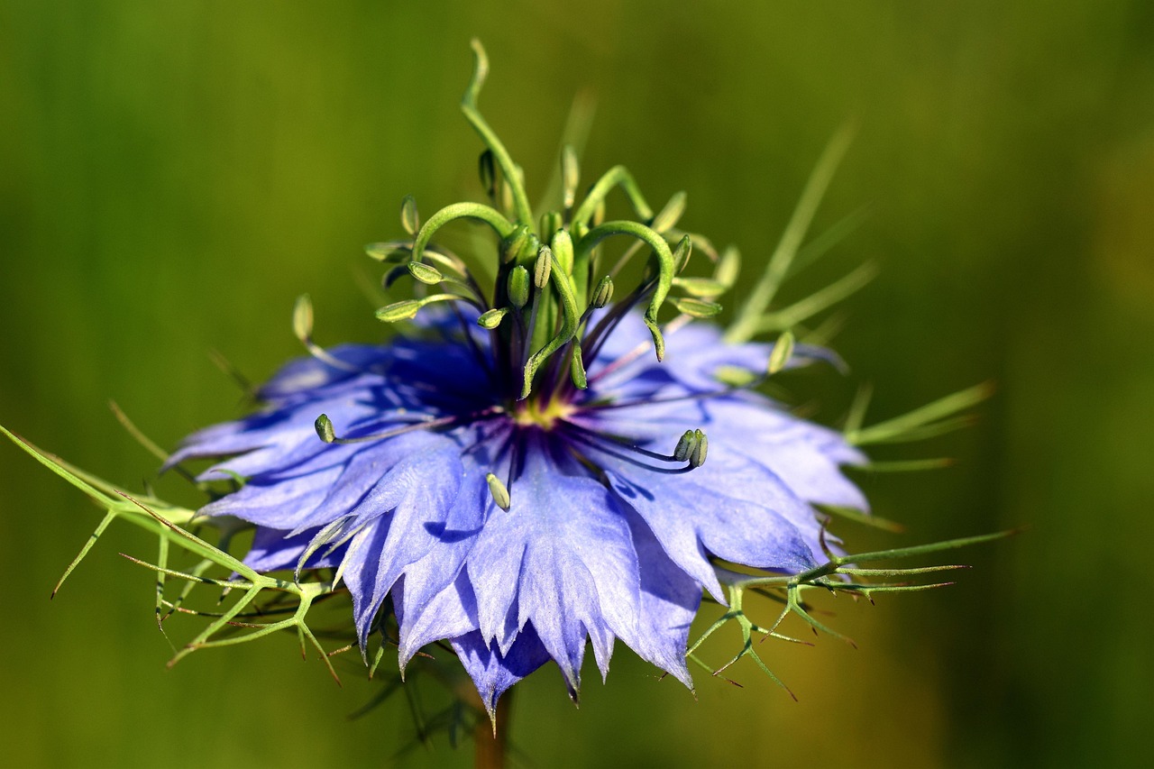 Thymoquinone symboliseret ved en enkelt nigellablomst i blå farve mod grøn baggrund