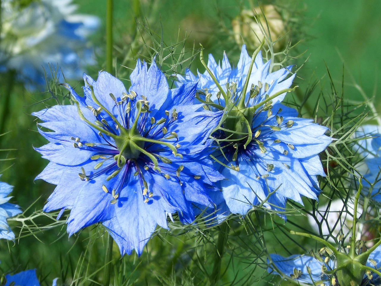 Thymoquinone symboliseret ved blå blomster på enkelte planter af nigella. Grønne spinkle blade i baggrunden.