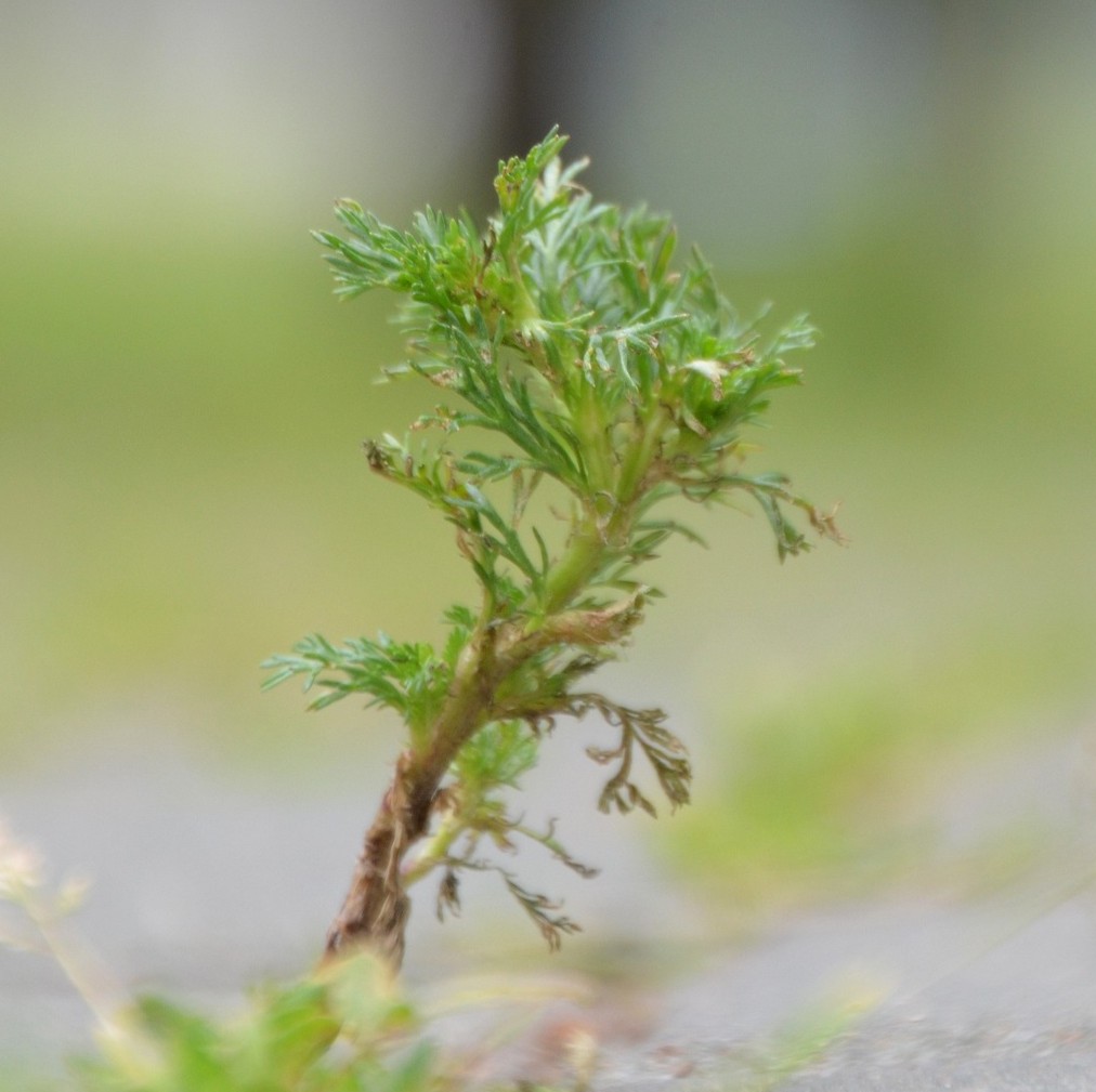 Malurt symboliseret ved en enkelt plante, der stadig er grøn.