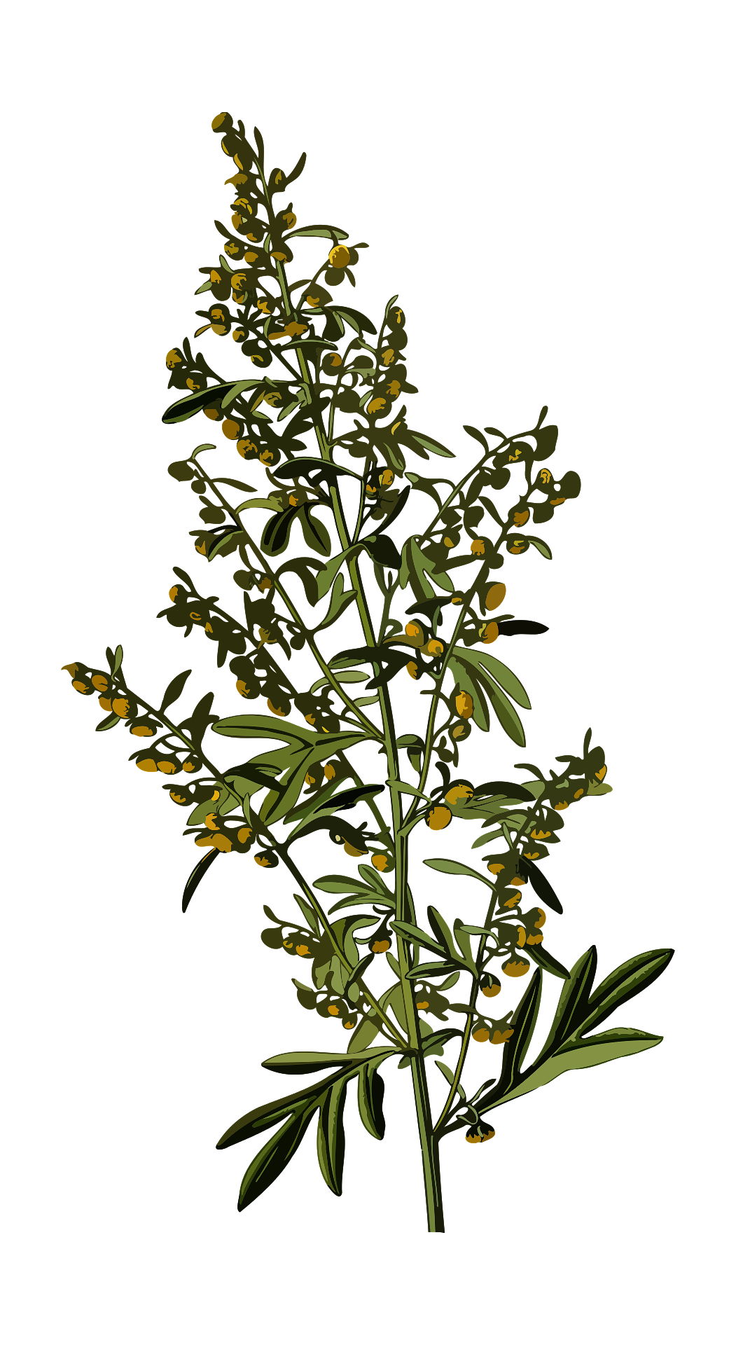 Malurt symboliseret ved tegning i grønne toner på hvid baggrund.