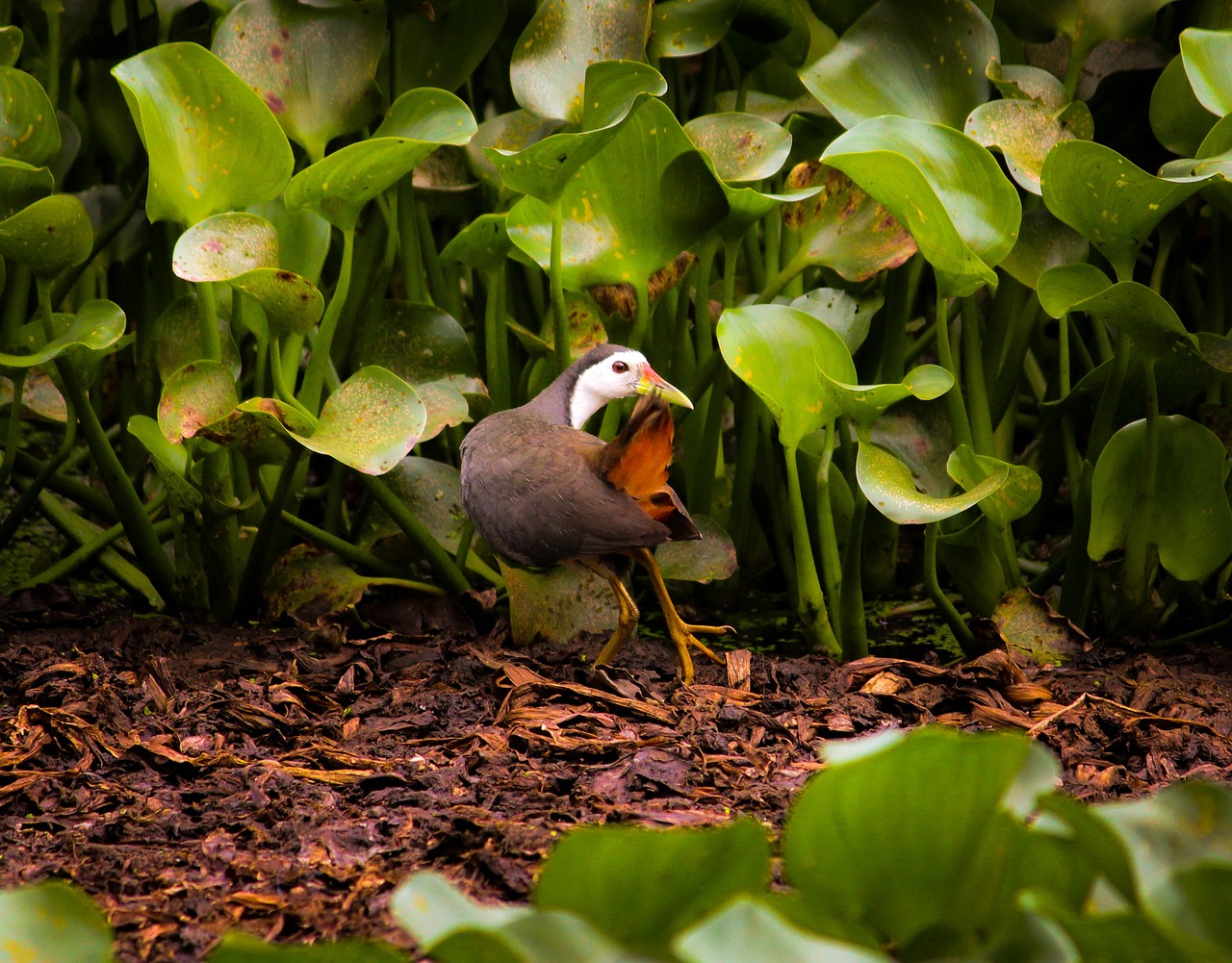 Min kræfthistorie symboliseret ved nogle spæde spirer af planter i en brun jord.