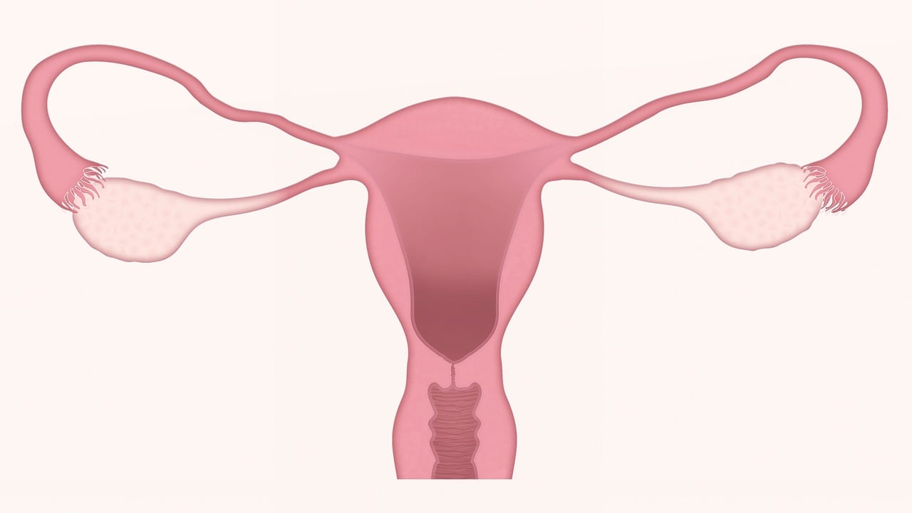 Opbyggelige historier - links til - symboliseret ved simpel tegning af livmoder med del af æggelederne og lidt af vagina i rosa. Hvid baggrund.