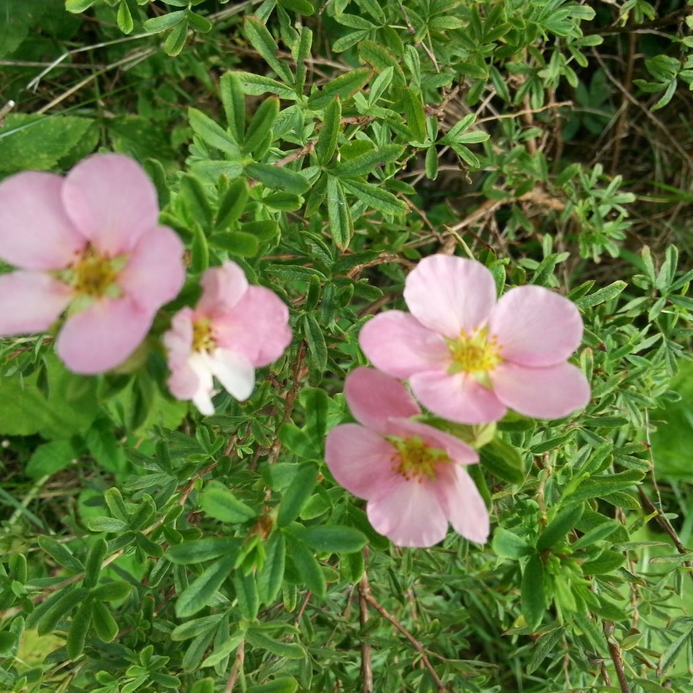 Ensomhed og isolation symboliseret ved nogle lyserøde blomster på en buskpotentil. Grønt fint løv på resten af billedet.