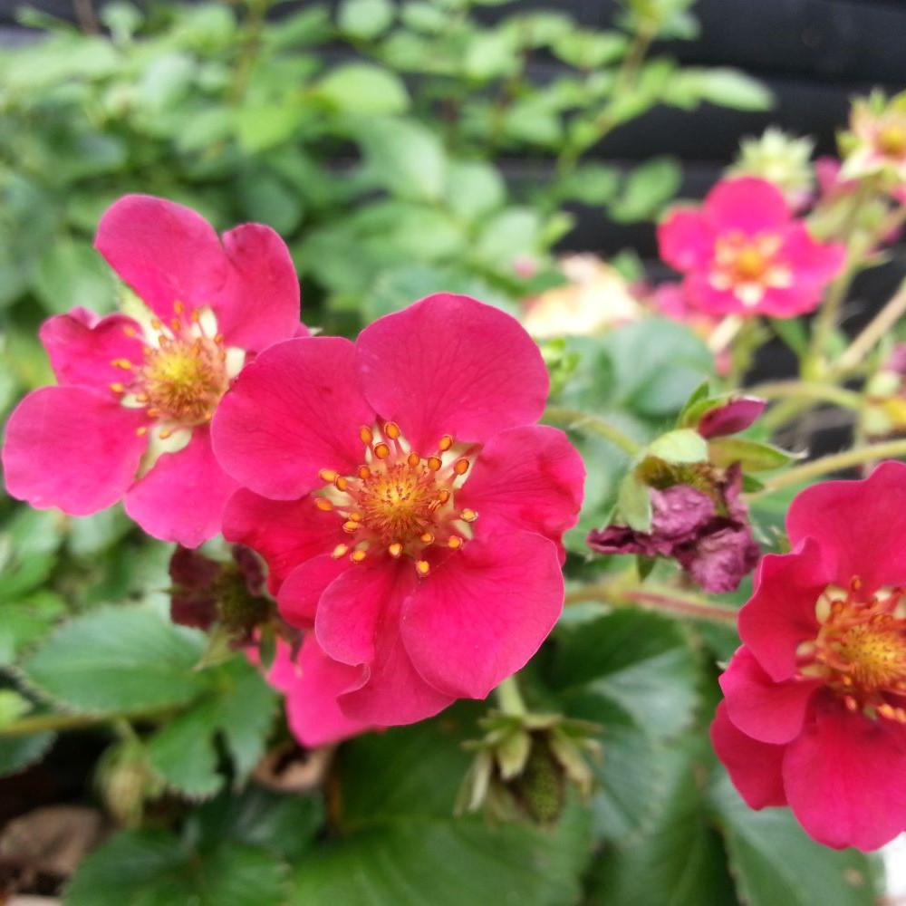 Simons mor fortæller symboliseret ved rosa sommerblomster.