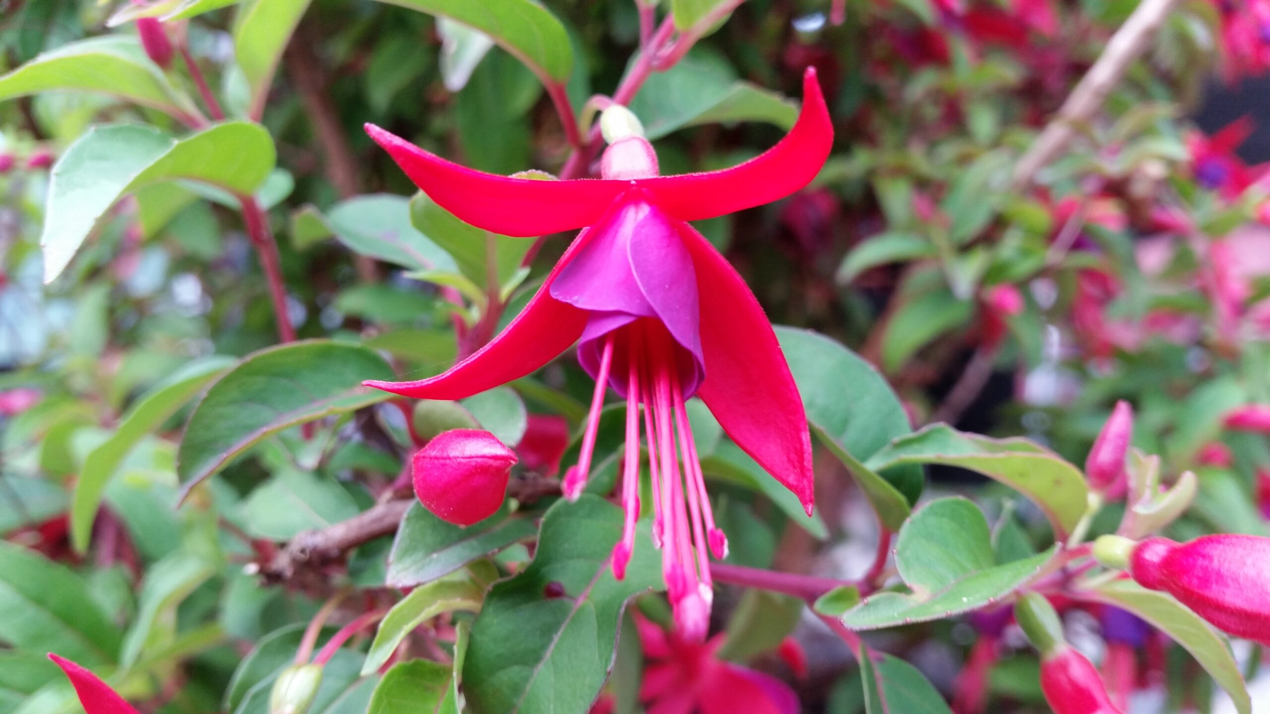 Sorg og tristhed symboliseret ved en rød blomst fra Kristi Bloddråbe. Grønne blade i baggrunden.