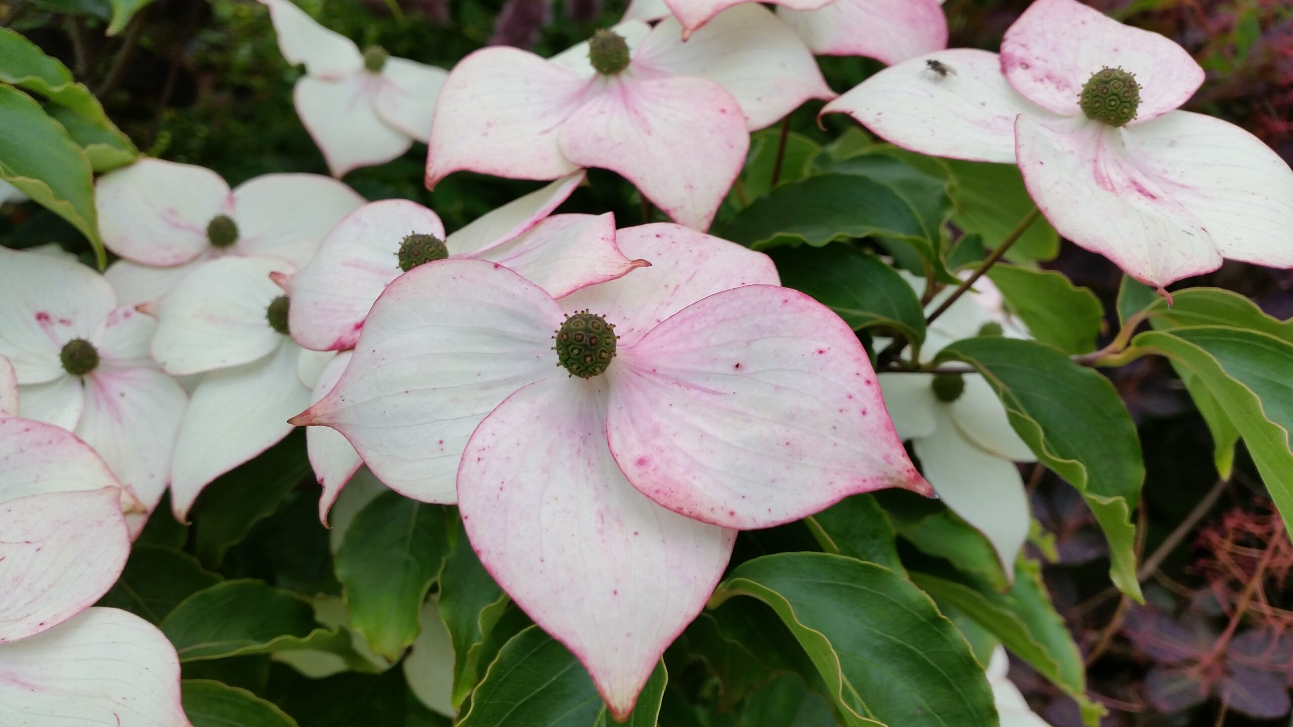 Håbeløshed symboliseret ved hvide blomster fra en kornel-busk. Grønne blade i baggrunden.