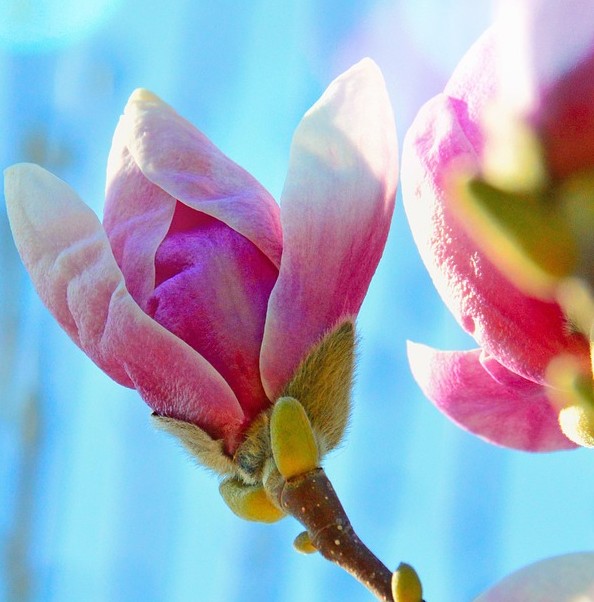 At leve med uhelbredelig kræft symboliseret ved delvis udsprunget blomsterknop af magnolia mod blå himmel.