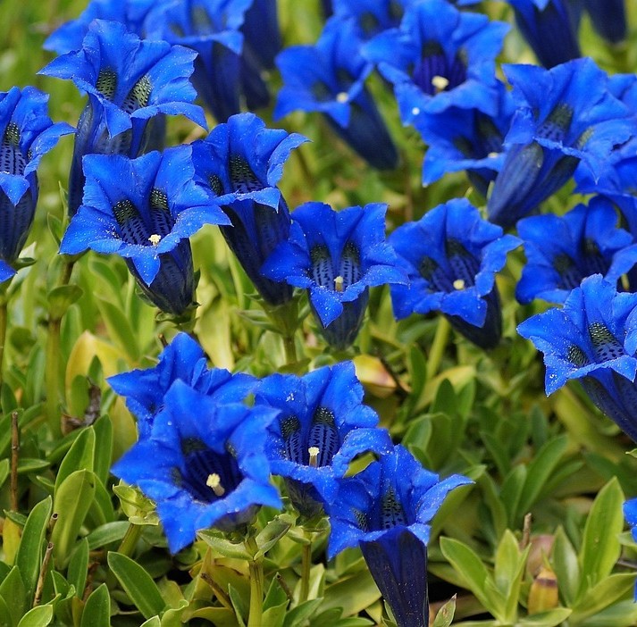 Efter endt behandling symboliseret ved blå klokke- eller trompetagtige blomster.