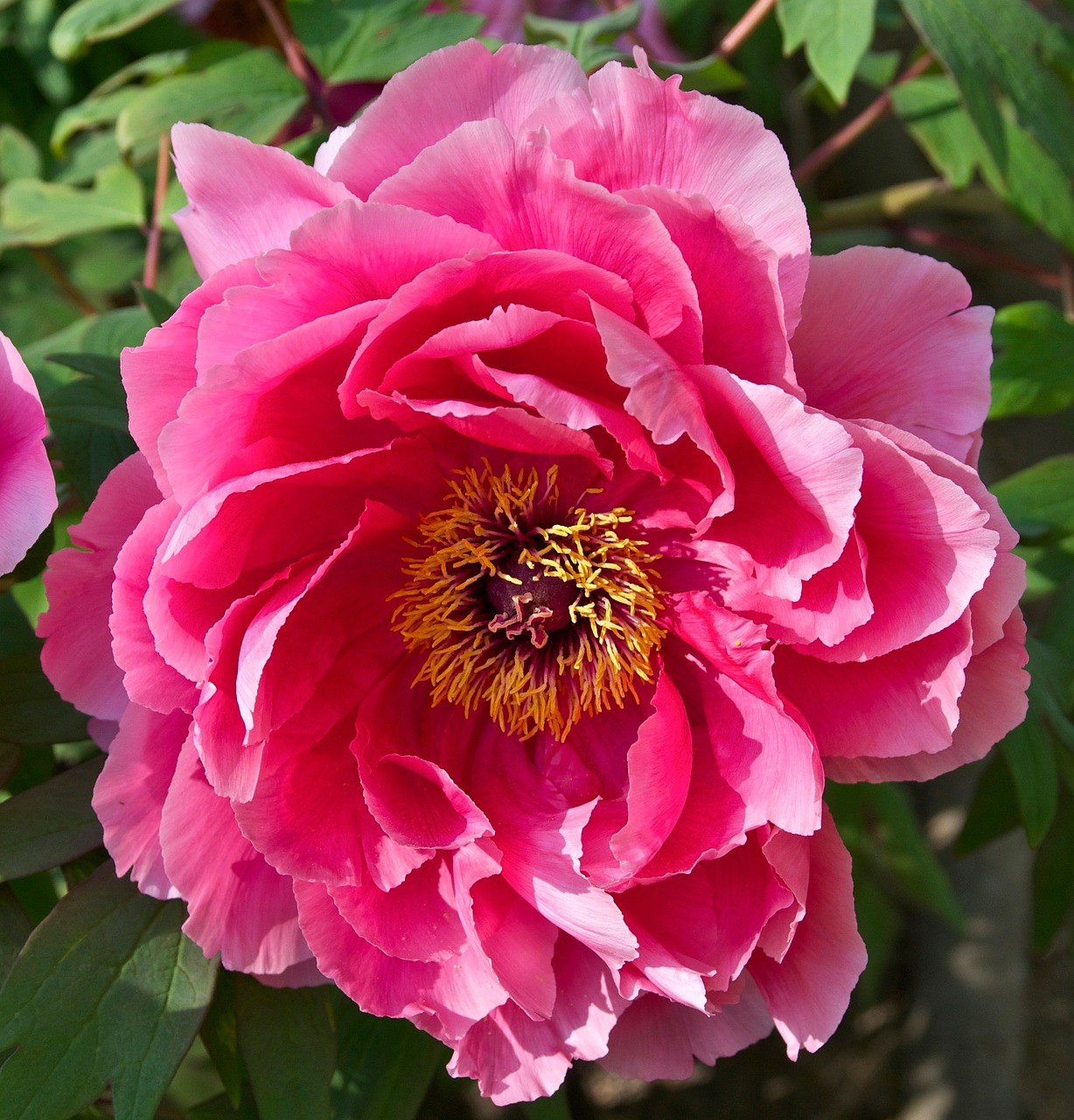 Efter endt behandling symboliseret ved nærbillede af rosa blomst. m grønne blade som baggrund.