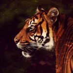 Guide til sitet symboliseret ved forreste del af tiger set fra siden.