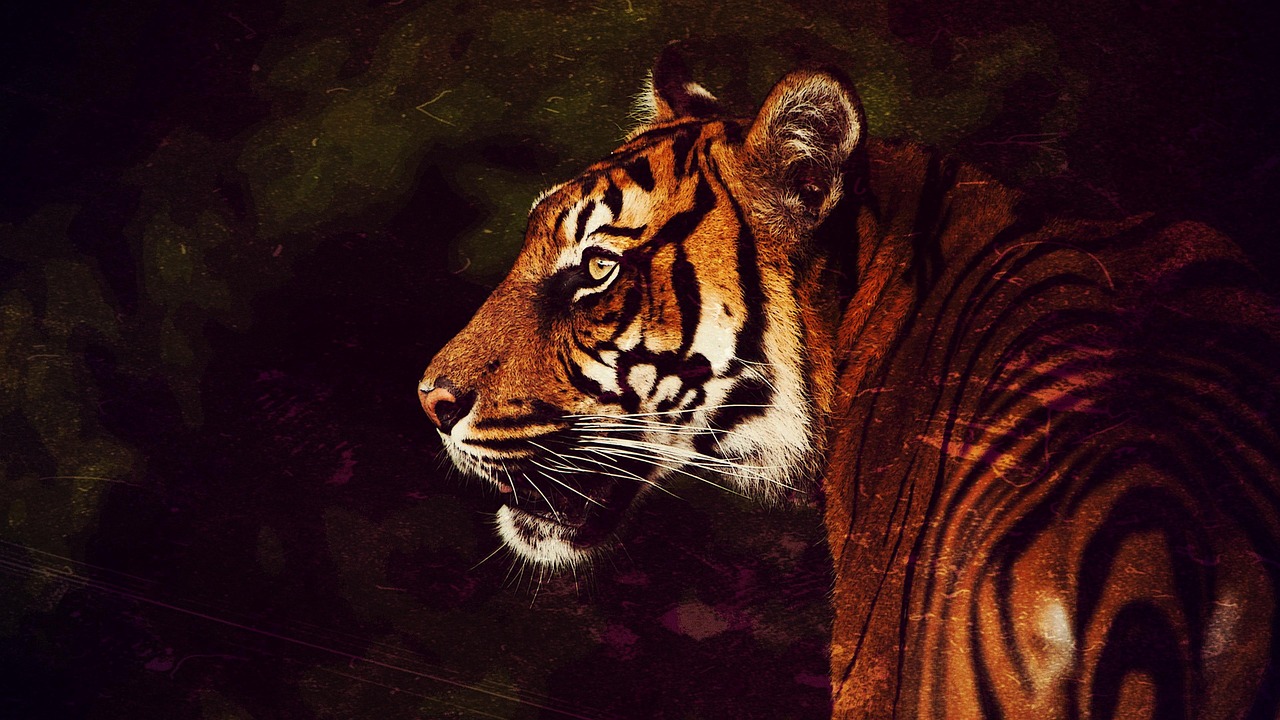 Guide til sitet symboliseret ved forreste del af tiger set fra siden.