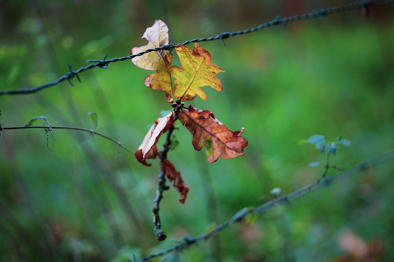 Håbeløshed, afmagt symboliseret ved vissent blad der sidder på pigtråd.