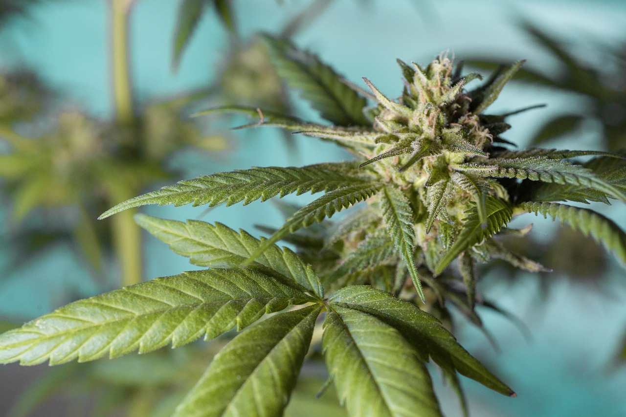 Kræftramte har ordet symboliseret ved toppen af en cannabisplante. Blå-turkis baggrund.