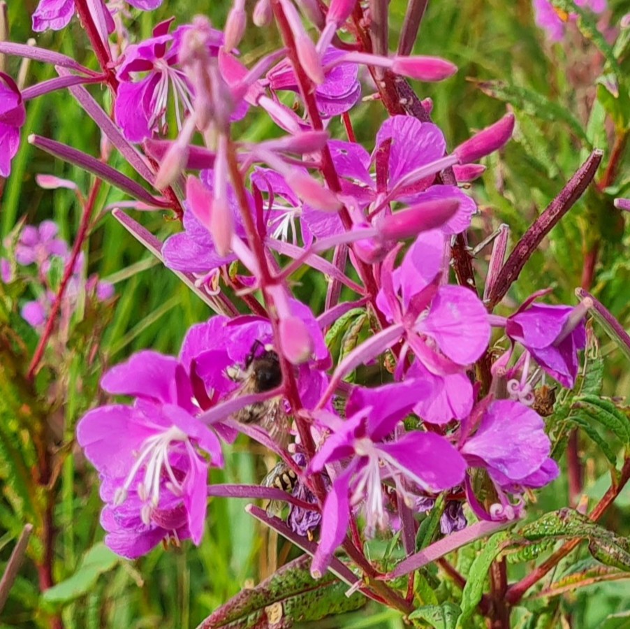 Pernille smeds kræfthistorie symboliseret ved smukke rødlilla blomster med grønt løv som baggrund.