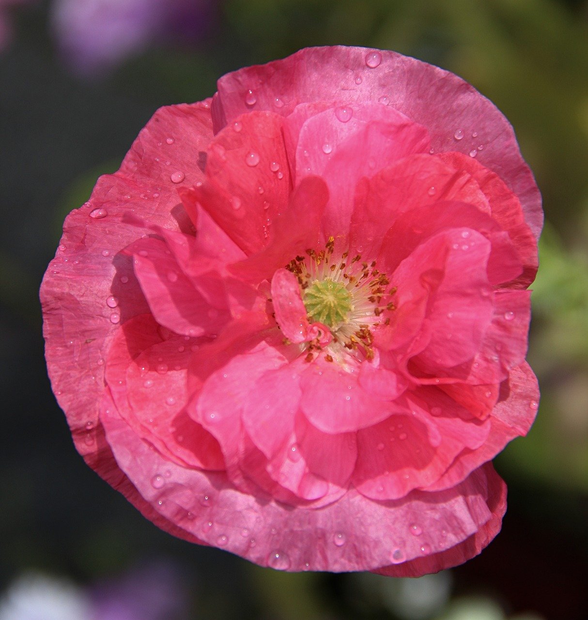 Taknemmelighed og kærlighed symboliseret ved en rosa blomst.