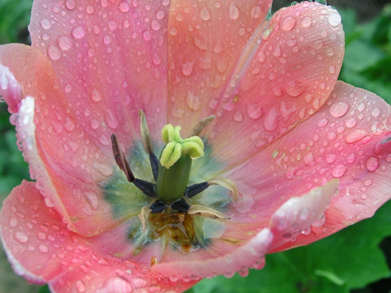 HIPAC behandling symboliseret ved en rosa åben blomst i nærbillede.