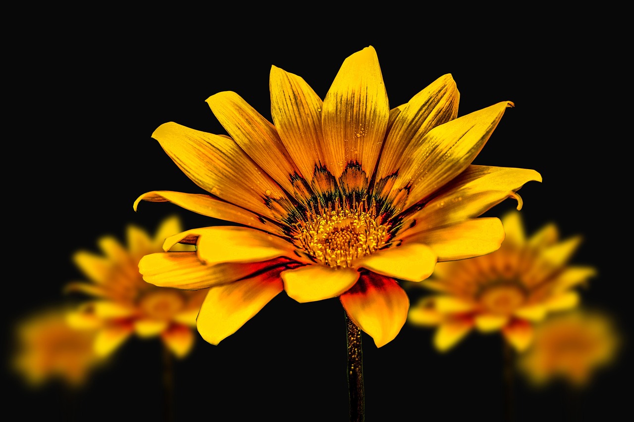 Posttraumatisk vækst symboliseret ved nærbillede af gul blomst. Mørk baggrund.