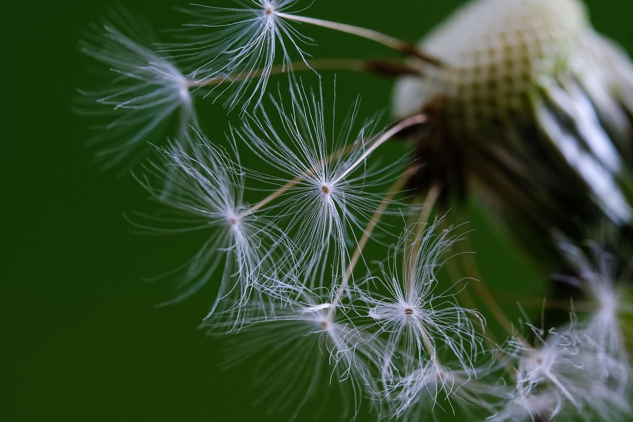 Posttraumatisk vækst symboliseret ved plante med frø med skærme i hvidt, siddende klar til at flyve afsted. Grøn baggrund.