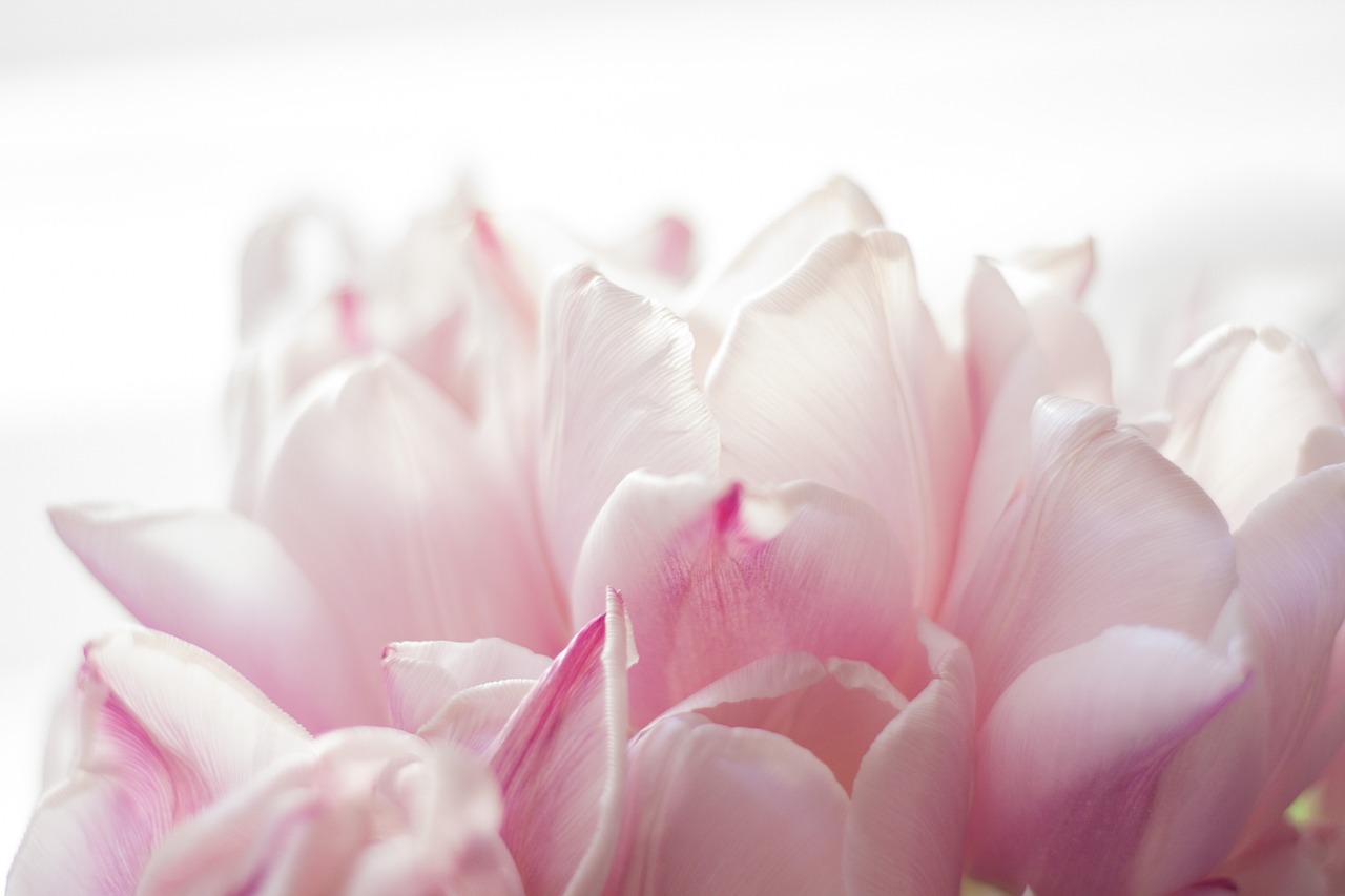 Posttraumatisk vækst symboliseret ved sart-rosa tulipaner mod helt lys baggrund.