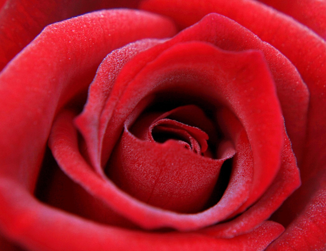 Posttraumatisk vækst symboliseret ved nærbillede af rød rose.